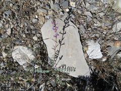 Astragalus minthorniae