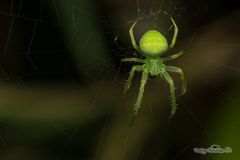 Araneus uniformis