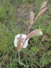 Gladiolus papilio