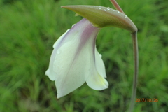 Gladiolus papilio