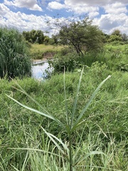 Cyperus sexangularis