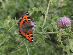 Aglais urticae