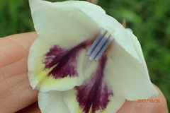 Gladiolus papilio