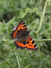 Aglais urticae