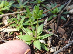 Androsace occidentalis