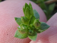 Androsace occidentalis