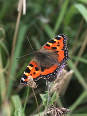 Aglais urticae