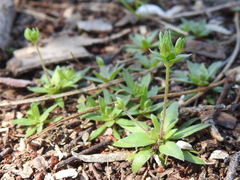 Androsace occidentalis