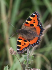 Aglais urticae