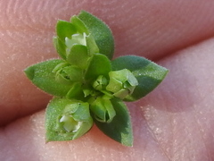 Androsace occidentalis