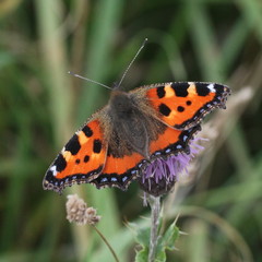 Aglais urticae