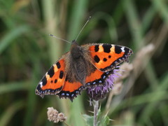 Aglais urticae