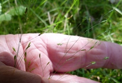 Poa imbecilla