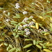 Mudwort - Photo (c) Nick Helme, some rights reserved (CC BY-SA), uploaded by Nick Helme