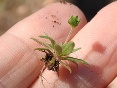 Androsace occidentalis