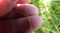 Poa imbecilla