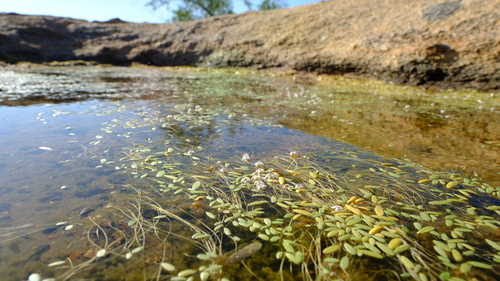 Limosella grandiflora image