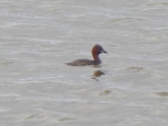 Tachybaptus ruficollis