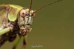 Enthephippion olivaceum