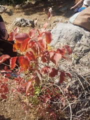Pistacia terebinthus palaestina