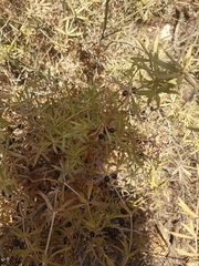 Rubia tenuifolia