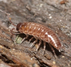 Chaetophiloscia sicula