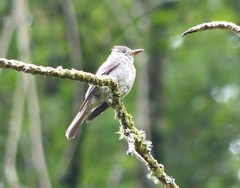 Contopus fumigatus