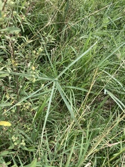 Cyperus sexangularis