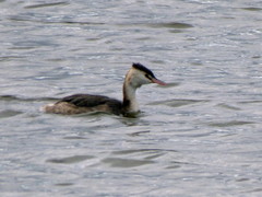 Podiceps cristatus