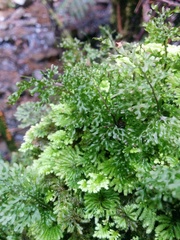 Hymenophyllum australe