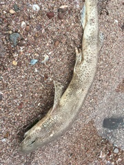 Scyliorhinus canicula