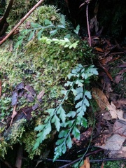 Asplenium appendiculatum appendiculatum