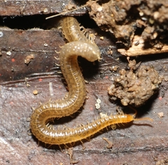 Henia vesuviana