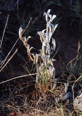 Pedaliaceae