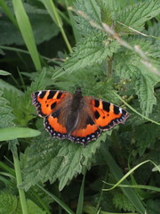 Aglais urticae