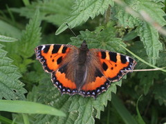 Aglais urticae