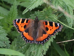 Aglais urticae