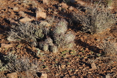 Euphorbia stellispina
