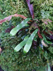 Notogrammitis billardierei