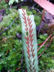 Notogrammitis billardierei