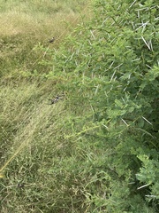 Trichonephila senegalensis