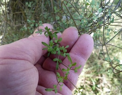 Clematis quadribracteolata