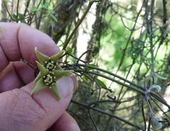 Clematis quadribracteolata