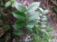 Atherosperma moschatum