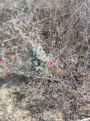 Echium angustifolium