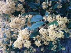 Pomaderris elliptica