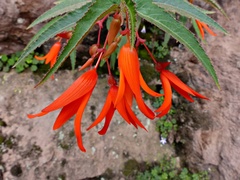 Begonia boliviensis