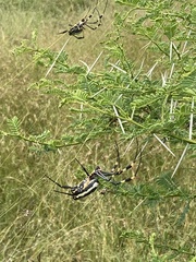 Trichonephila senegalensis