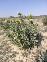 Hyoscyamus