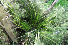 Carex raoulii